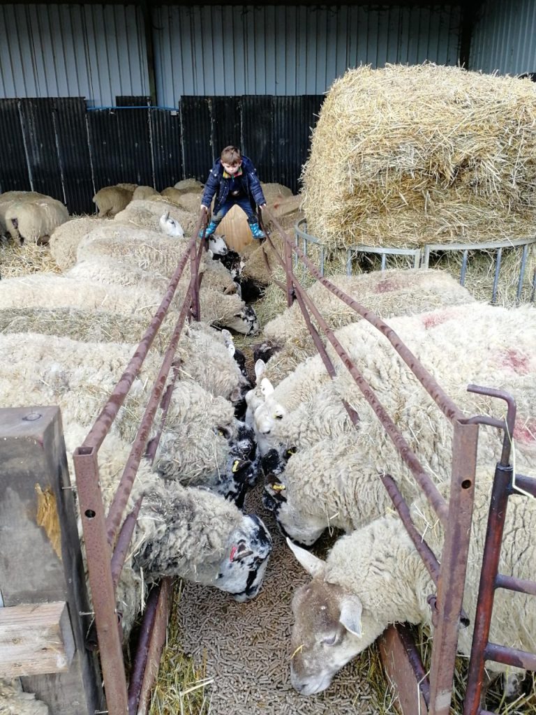 feeding the sheep in the barn