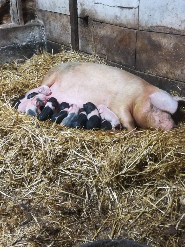 group of piglets in a barn